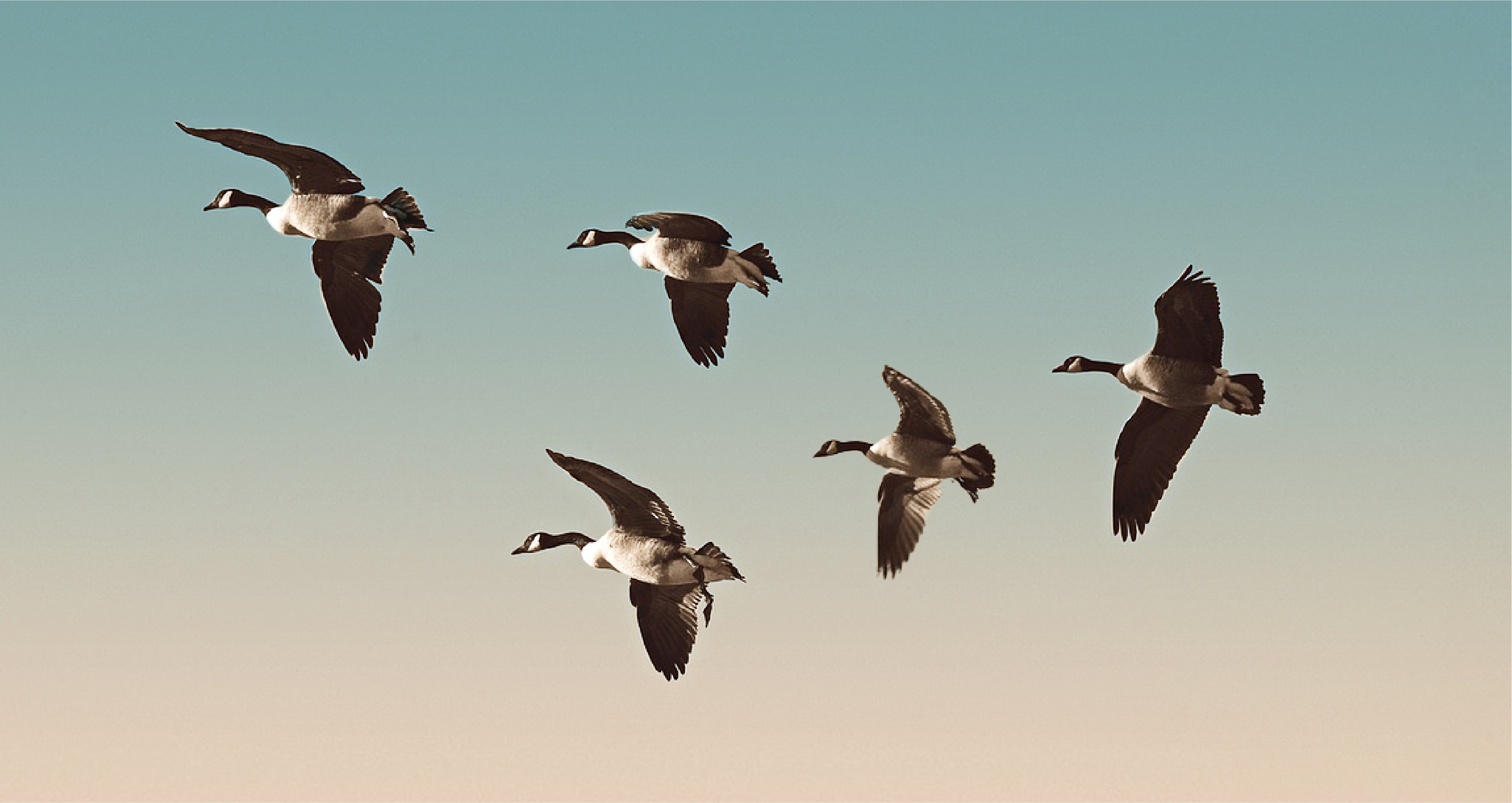 BLOG_The 5 Ways of Cloud Migration and Their Pros and Cons_Header